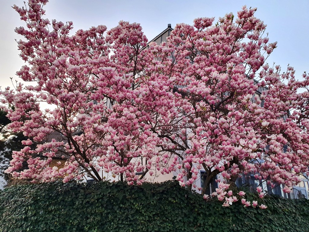 Magnolien an der&nbsp;Kreuzung